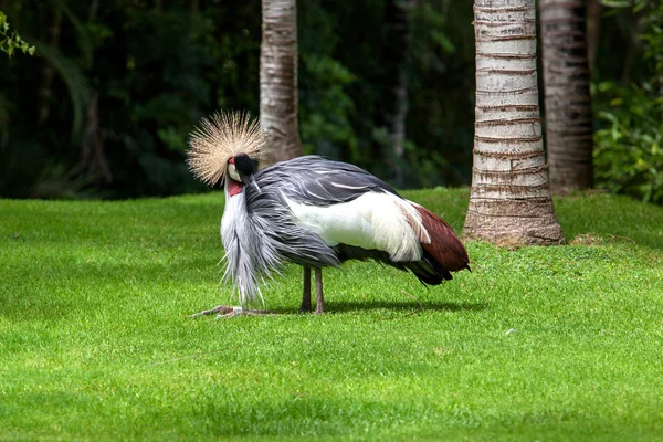 Grijze gekroonde kraan Stockfoto