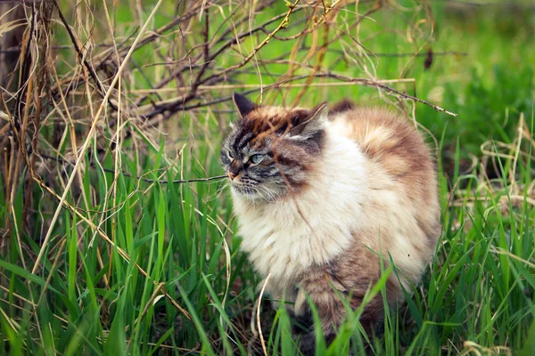 Gatto siberiano in passeggiata in estate — Foto Stock