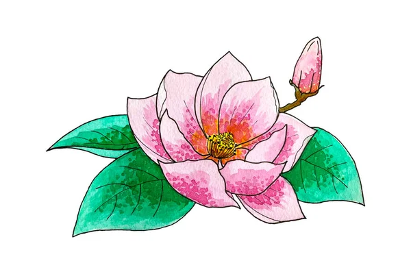 Lily lotus magnolia aquarel, handtekening, geïsoleerd, op witte achtergrond. — Stockvector