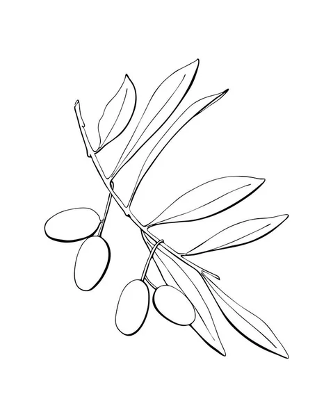 Ελιές κλαδί με φρούτα και φύλλα, περίγραμμα χέρι σχέδιο, σιλουέτα, απομονωμένο, λευκό φόντο. — Διανυσματικό Αρχείο