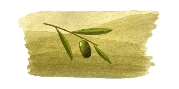 Olive ramo e acquerello linee d'onda di oliva sfondo. — Vettoriale Stock