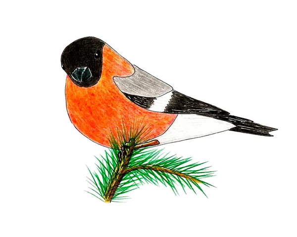 Bird bullfinch handmade pencil sketch, bird sits on a branch of a Christmas tree. Isolated, white background. — Stock Vector