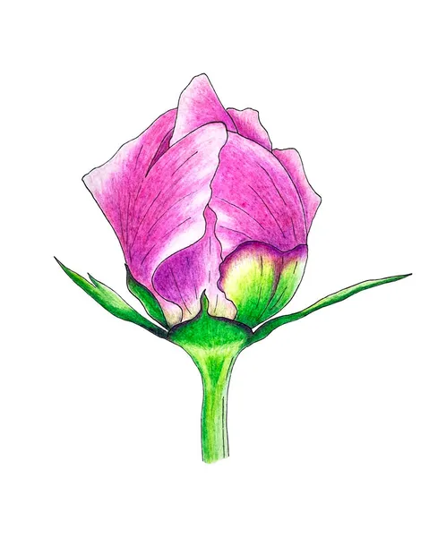 Peony brote cerrado pétalos y hojas de color rosa, trazado de vectores, dibujo a lápiz de mano, aislado, fondo blanco. — Vector de stock