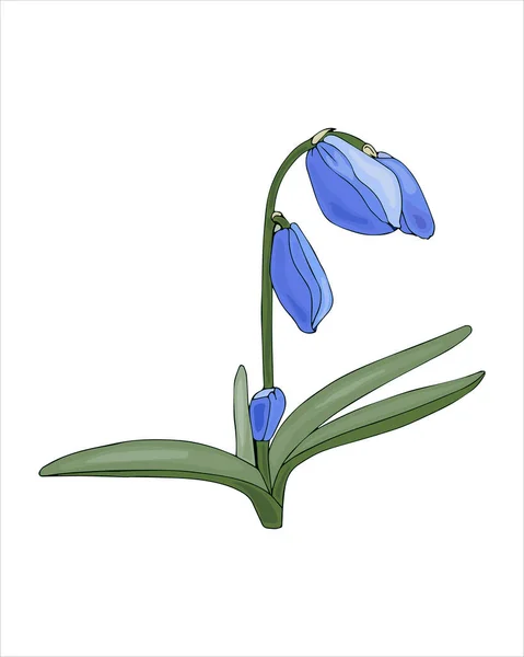 Primavera flor Scilla azul, Galanthus, dibujo a mano de color boceto, estilo garabato, aislado sobre fondo blanco. — Vector de stock