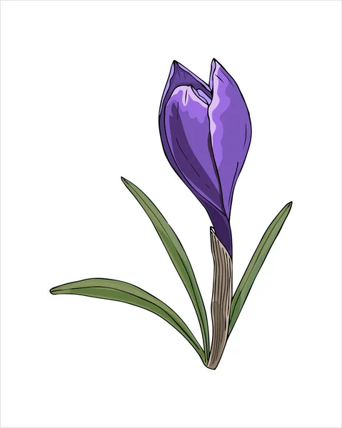 Flor de primavera Crocus color violeta dibujo a mano boceto, estilo garabato, aislado sobre fondo blanco. — Vector de stock