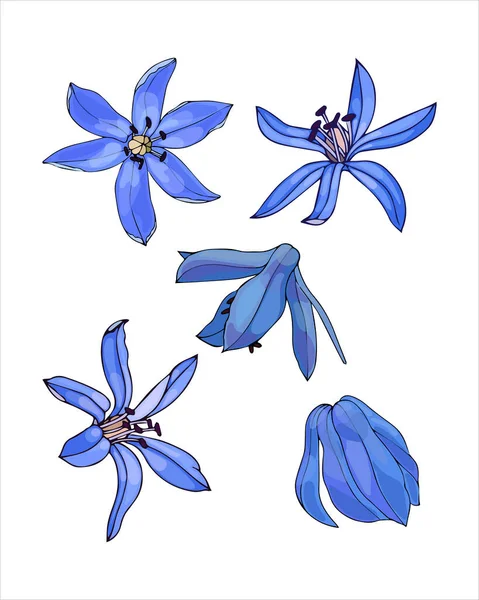 Primavera flor conjunto brote Scilla azul, Galanthus, color dibujo a mano boceto, estilo garabato, aislado sobre fondo blanco. — Vector de stock