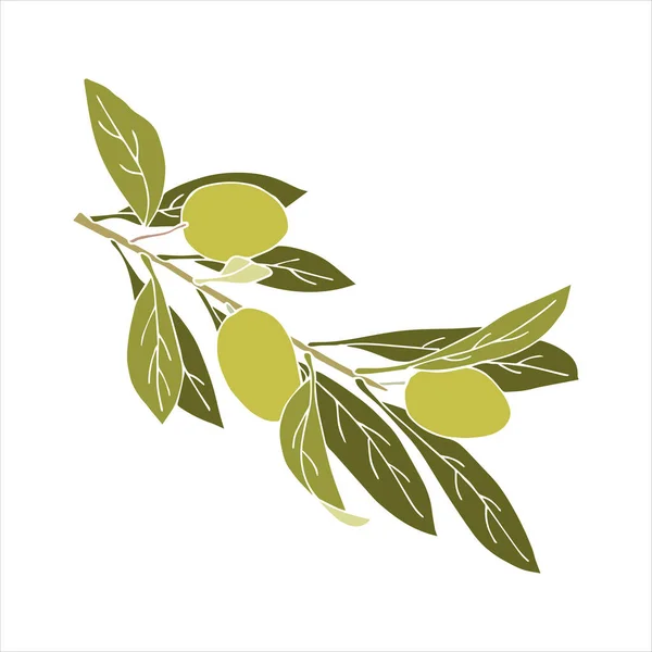 Aceitunas rama verde con frutas y hojas garabateando a mano, sin contorno. Fondo aislado, blanco. — Vector de stock