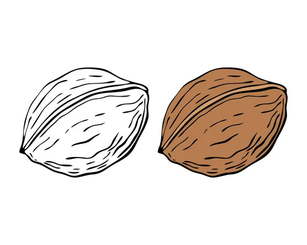 Walnut drawing hand contour, isolated, white background. — Stock Vector