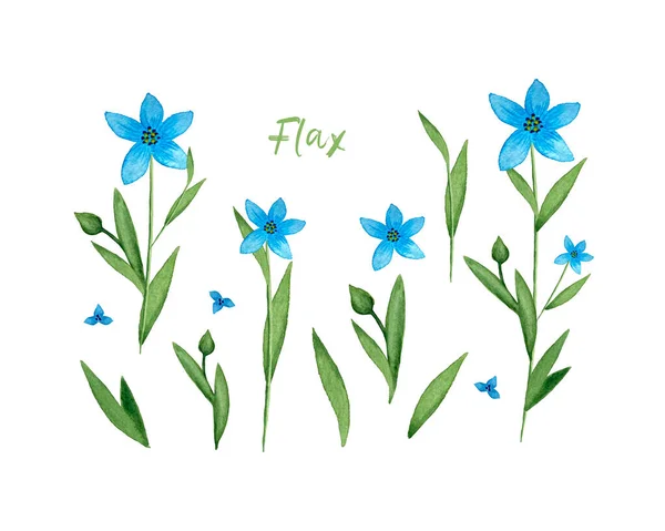 Vlas Linum blauwe vlas bloem aquarel. Stel elementen in. Geïsoleerd, witte achtergrond, illustratie. — Stockfoto