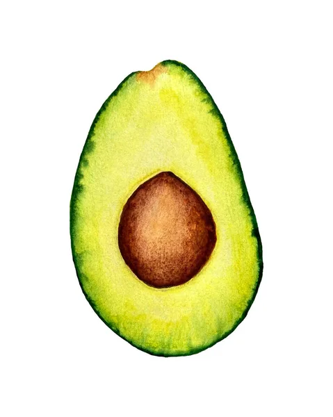 Акварельный вектор авокадо, нарезанный кусочек авокадо и орех. Изолированный, белый фон. — стоковый вектор