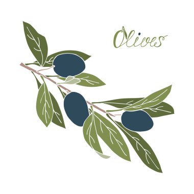 Zeytin dalı çizilmiş karalama, taslak yok, boho tarzı, soyutlanmış, beyaz arkaplan.