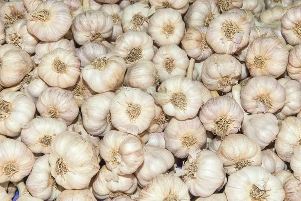 Cabezas de ajo fondo — Foto de Stock