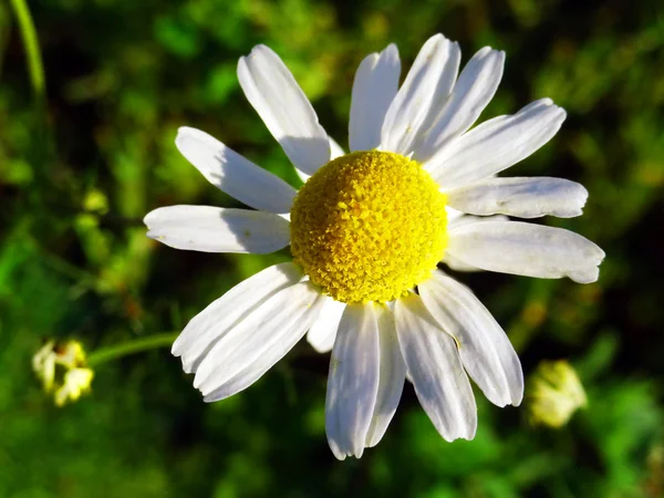 Kocha nie kocha. ? amomile — Zdjęcie stockowe