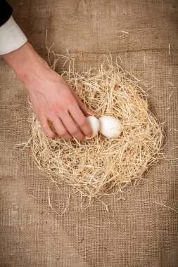 bir beyaz yumurta yuvadan alarak erkek eli
