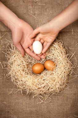 Men and women hands putting white egg in the nest with brown eggs clipart