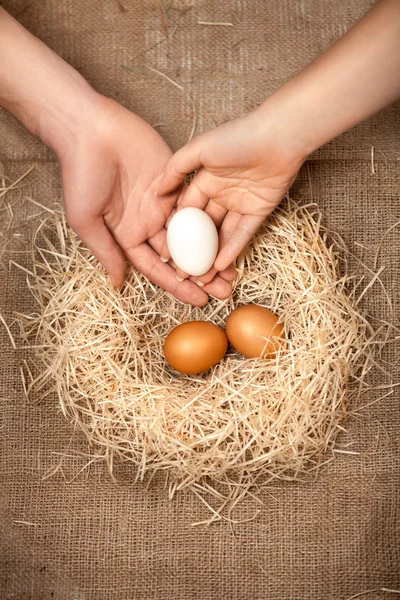 Men and women hands putting white egg in the nest with brown eggs Stock Picture