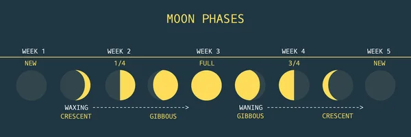 Fases lunares Vector De Stock