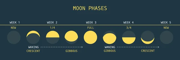 Fasen van de maan bij de evenaar — Stockvector