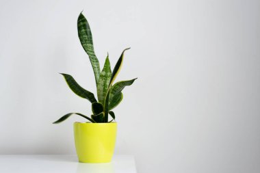 Sansevieria yeşil bir tencerede beyaz bir duvara karşı.
