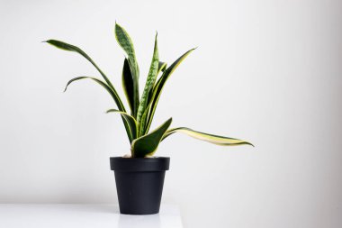 Sansevieria siyah bir tencerede beyaz bir duvara karşı.