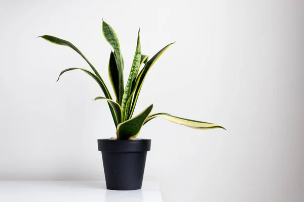 Sansevieria Pote Preto Contra Uma Parede Branca — Fotografia de Stock