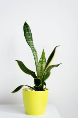 Sansevieria bitkisi, beyaz bir duvara karşı ahşap bir masanın üzerine modern bir şekilde yerleştirilmiş. Ev bitkisi Sansevieria trifa