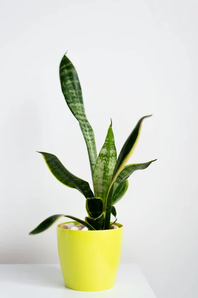 Sansevieria plant in a modern put on a wooden table against a white wall. Home plant Sansevieria trifa