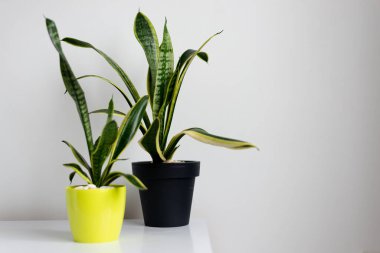 Sansevieria Zeylanica, kopyalama alanı olan beyaz arka plana karşı yılan fabrikası. Web afişi. Ev dekorasyonu, doğa konsepti