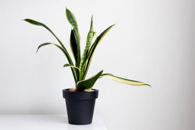 Sansevieria trifasciata ya da Yılan bitkisi evde.