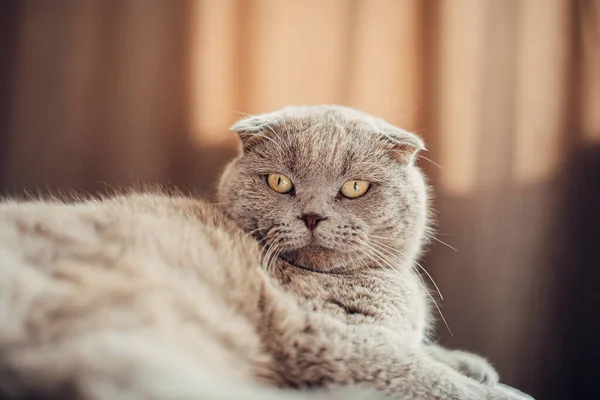 Lindo Británico Pelo Corto Gato Con Ojos Cobre — Foto de Stock