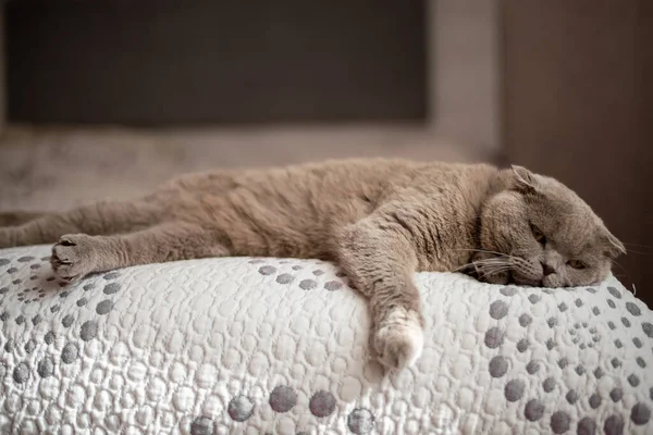 Britânico Gato Deitado Cama — Fotografia de Stock