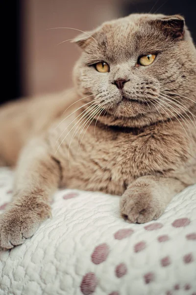 Britânico Gato Deitado Cama — Fotografia de Stock