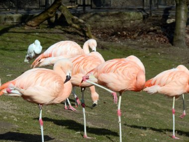 Flamingo