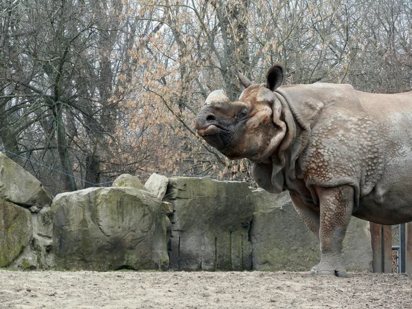 Rhino. — Foto de Stock