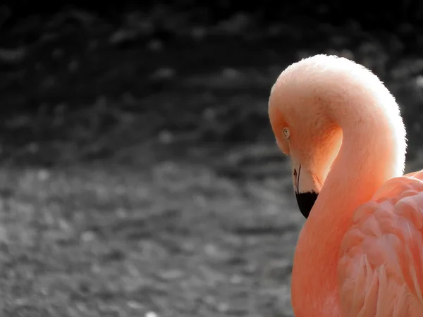 Flamingo Ordförande — Stockfoto