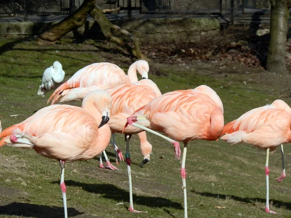 Flamingo