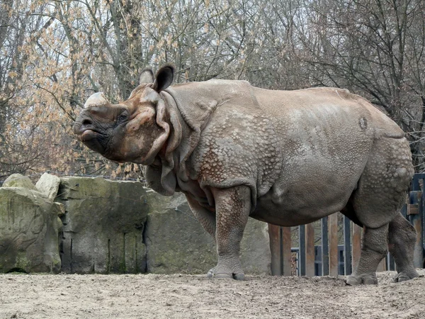 Rhino — Stock Photo, Image