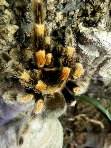 Tarantula — Zdjęcie stockowe