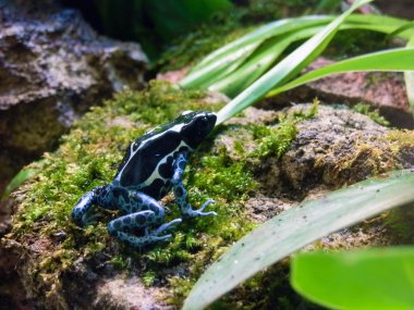 renkli mavi kurbağa dendrobates tinctorius