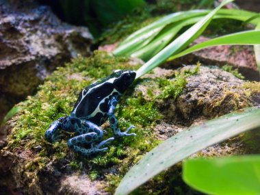 Colorful Blue Frog Dendrobates tinctorius clipart