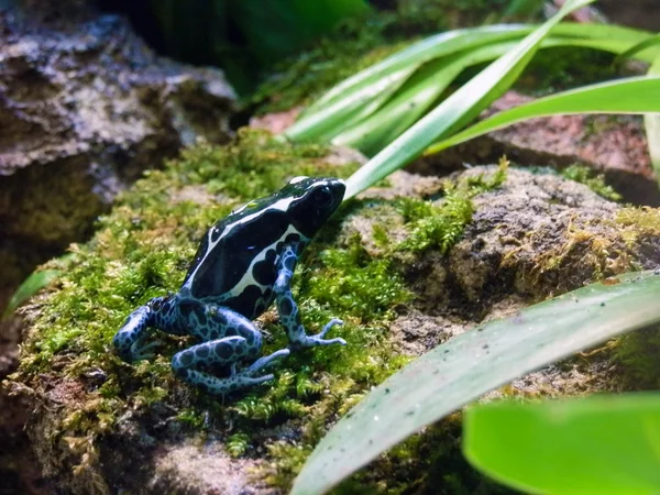renkli mavi kurbağa dendrobates tinctorius