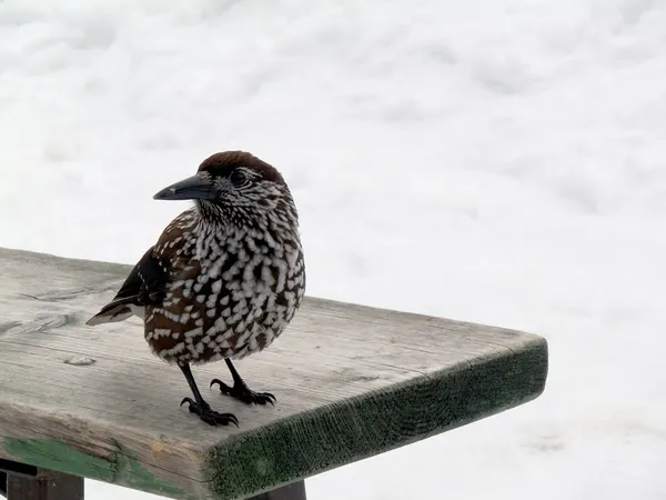 Ave en la nieve — Foto de Stock