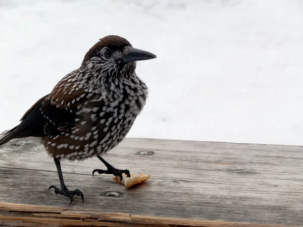 Oiseau dans la neige — Photo