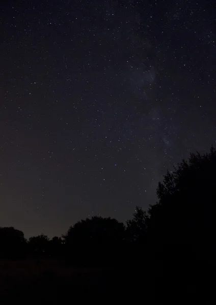 Ağaç gece ve yıldız — Stok fotoğraf