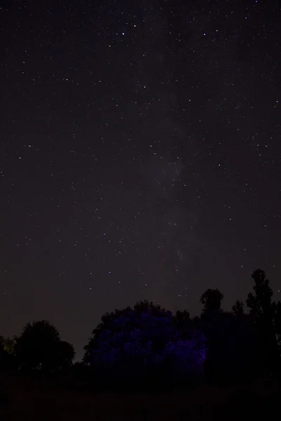 Geceleri ve yıldız mor ağaç — Stok fotoğraf