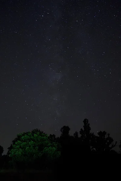 Geceleri ve yıldız yeşil ağaç — Stok fotoğraf