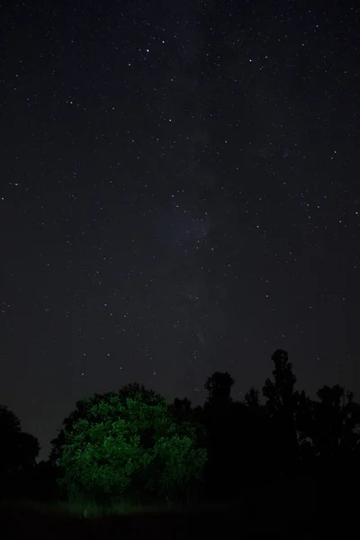 Geceleri ve yıldız yeşil ağaç — Stok fotoğraf