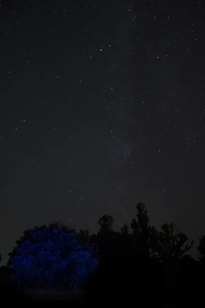 Geceleri ve yıldız mavi ağaç — Stok fotoğraf