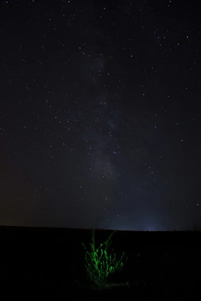 Geceleri ve yıldız yeşil bitki — Stok fotoğraf