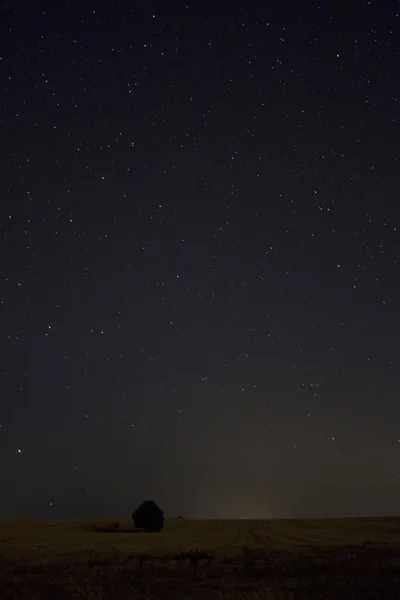 Ağaç gece ve yıldız — Stok fotoğraf